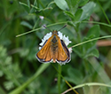 Lulworth Skipper