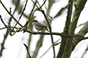 Lesser Whitethroat