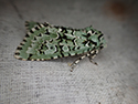 Merveille du jour