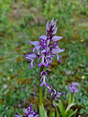 Military Orchid