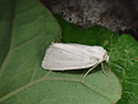 Morris's Wainscot