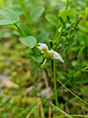 One flowered wintergreen