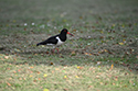 Oystercatcher