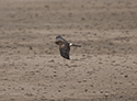 Pallid Harrier