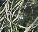 pale legged leaf warbler