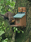 Pine Marten