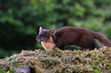 Pine Marten