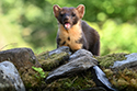 Pine Marten