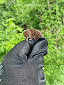 Pygmy Shrew