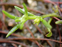 Pygmyweed