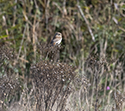 Red Backed Shrike