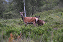 Red Deer