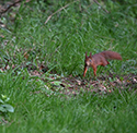 Red Squirrel