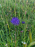 Round headed rampion