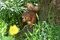 Red Squirrel