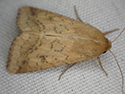 Scarce Bordered Straw