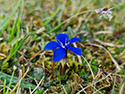 Spring Gentian