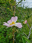 Small Leaved rose