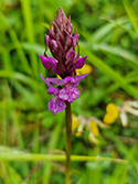 Southern Marsh orchid x Chalk fragrant Orchid