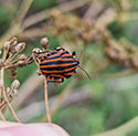 Striped Shieldbug