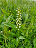 Small White Orchid