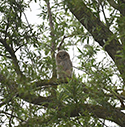 Tawny Owl