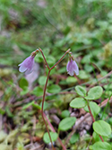 Twinflower