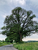 Ulmus inaequalis