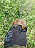 Wood Mouse