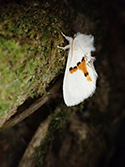 White Prominent