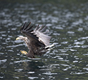 White tailed eagle