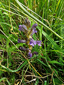 Yarrow Broomrape