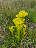 Yellow Pitcher Plant