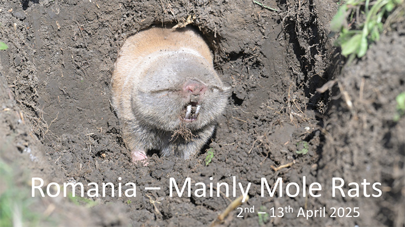 Romania - Apr 2025