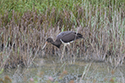 Black Stork