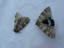 Clifden Nonpareil