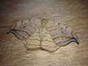 Dusky Hooktip