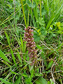 Frog Orchid