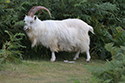Kashmir Goat