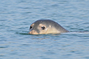 Mediterranean monk seal