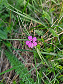 Maiden's Pink