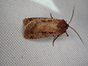 Rosy Marsh Moth