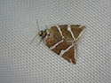 Silver Barred