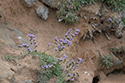 Giltar point Sea Lavander