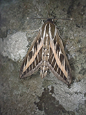 Striped Hawk Moth