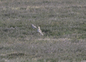 Stone Curlew