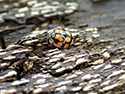 10 Spot Ladybird