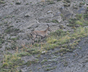 Alpine Ibex