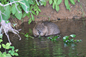 Beaver