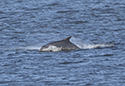 Bottle Nosed Dolphin